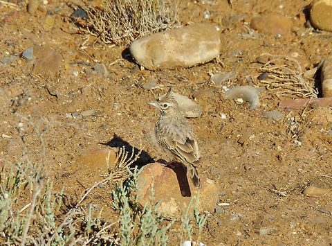 Crested Lark (Galerida cristata) Larache wetlands, Morocco. Sep 24, 2014. Crested Lark,Fall,Galerida cristata,Geotagged,Morocco