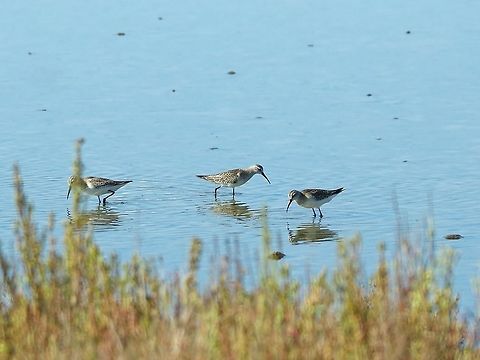 Curlew sandpipers (Calidris ferruginea) Larache wetlands, Morocco. Sep 24, 2014. Calidris ferruginea,Curlew sandpiper,Fall,Geotagged,Morocco