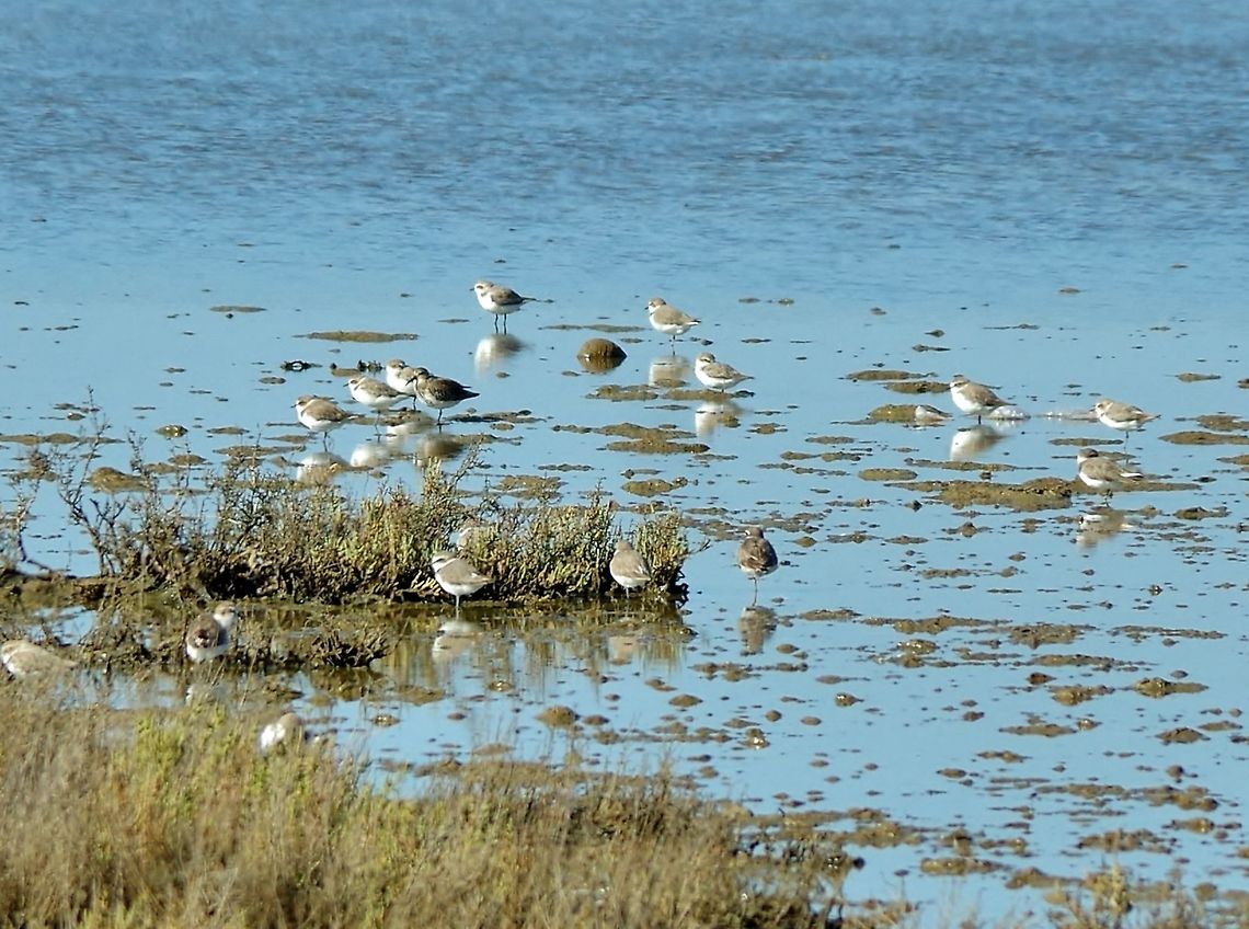 Kentish plovers (Charadrius alexandrinus) Larache wetlands, Morocco. Sep 24, 2014. Charadrius alexandrinus,Fall,Geotagged,Kentish plover,Morocco