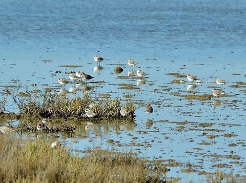 Kentish plovers (Charadrius alexandrinus) Larache wetlands, Morocco. Sep 24, 2014. Charadrius alexandrinus,Fall,Geotagged,Kentish plover,Morocco
