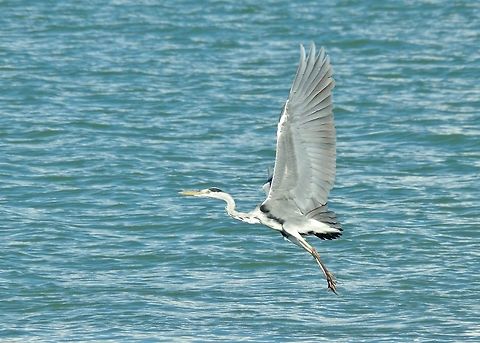 Grey heron (Ardea cinerea) Oued Loukos, Larache, Morocco. Sep 24, 2014. Ardea cinerea,Fall,Geotagged,Grey heron,Morocco
