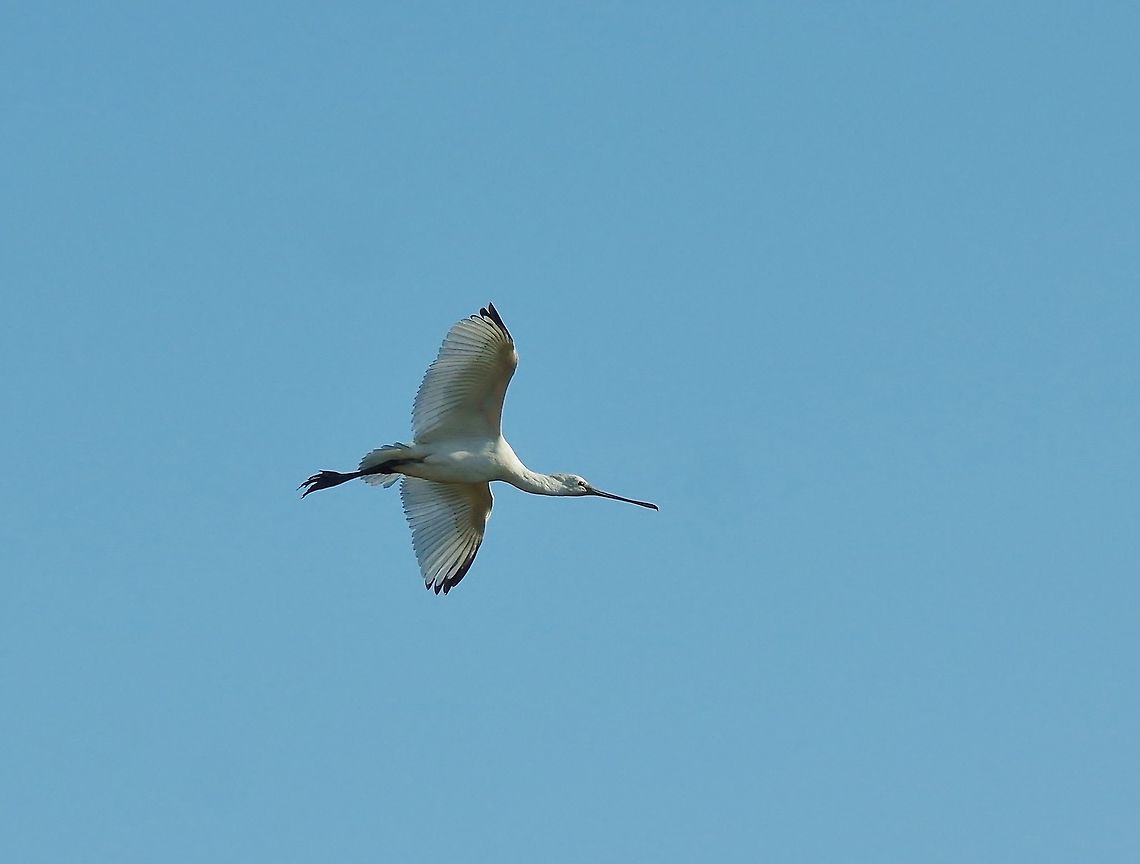 Eurasian Spoonbill (Platalea leucorodia) Oued Loukos, Larache, Morocco. Sep 24, 2014. Eurasian Spoonbill,Fall,Geotagged,Morocco,Platalea leucorodia
