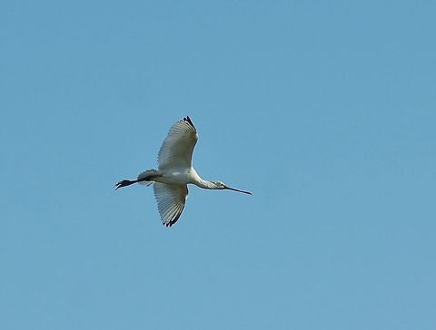 Eurasian Spoonbill (Platalea leucorodia) Oued Loukos, Larache, Morocco. Sep 24, 2014. Eurasian Spoonbill,Fall,Geotagged,Morocco,Platalea leucorodia