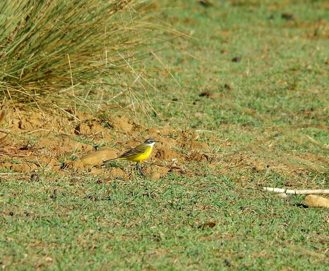 Yellow Wagtail (Motacilla flava) Oued Loukos, Larache, Morocco. Sep 24, 2014. Fall,Geotagged,Morocco,Motacilla flava,Yellow Wagtail