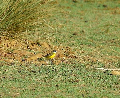 Yellow Wagtail (Motacilla flava) Oued Loukos, Larache, Morocco. Sep 24, 2014. Fall,Geotagged,Morocco,Motacilla flava,Yellow Wagtail