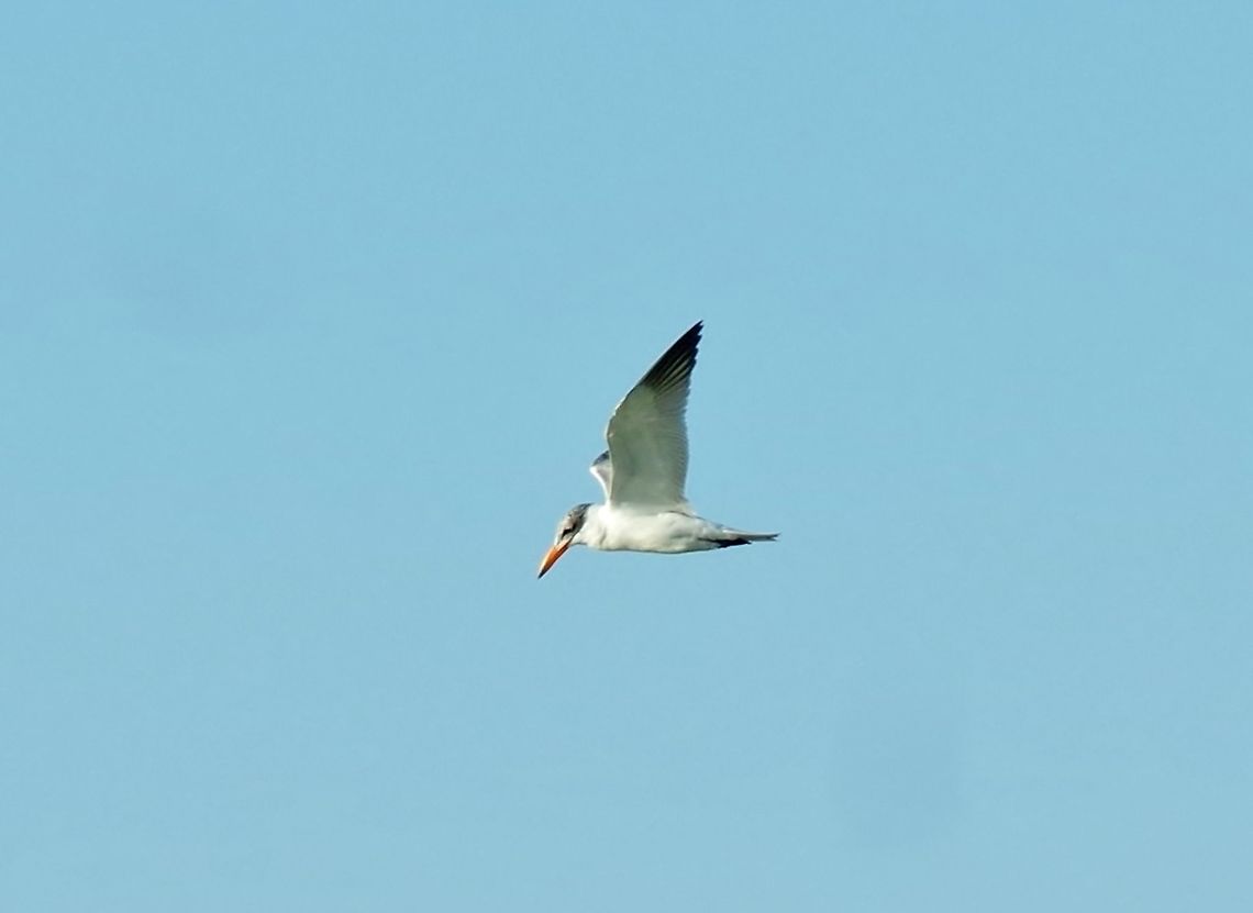 Caspian tern (Hydroprogne caspia) Oued Loukos, Larache, Morocco. Sep 24, 2014. Caspian tern,Fall,Geotagged,Hydroprogne caspia,Morocco
