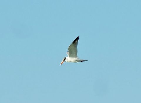 Caspian tern (Hydroprogne caspia) Oued Loukos, Larache, Morocco. Sep 24, 2014. Caspian tern,Fall,Geotagged,Hydroprogne caspia,Morocco