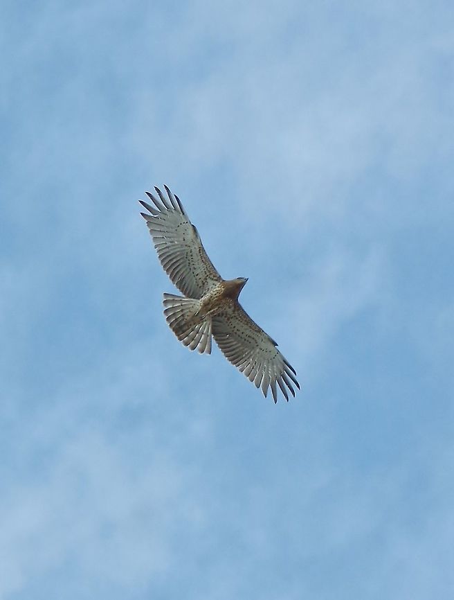 Short-toed Snake Eagle (Circaetus gallicus) Cap Spartel, Tangier, Morocco. Sep 26, 2014. Circaetus gallicus,Fall,Geotagged,Morocco,Short-toed Snake Eagle