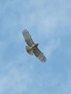 Short-toed Snake Eagle (Circaetus gallicus) Cap Spartel, Tangier, Morocco. Sep 26, 2014. Circaetus gallicus,Fall,Geotagged,Morocco,Short-toed Snake Eagle