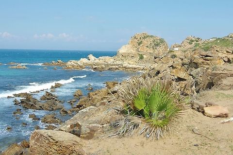 Mediterranean dwarf palm (Chamaerops humilis) Cap Spartel, Tangier, Morocco. Sep 26, 2014. Chamaerops humilis,Fall,Geotagged,Morocco