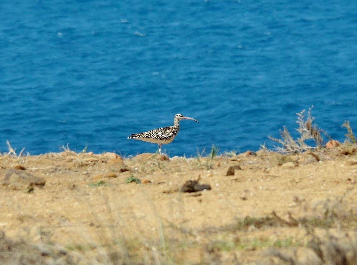 Whimbrel (Numenius phaeopus) Cap Spartel, Tangier, Morocco. Sep 26, 2014. Fall,Geotagged,Morocco,Numenius phaeopus,Whimbrel