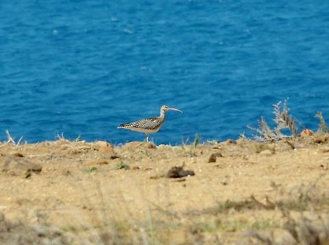 Whimbrel (Numenius phaeopus) Cap Spartel, Tangier, Morocco. Sep 26, 2014. Fall,Geotagged,Morocco,Numenius phaeopus,Whimbrel