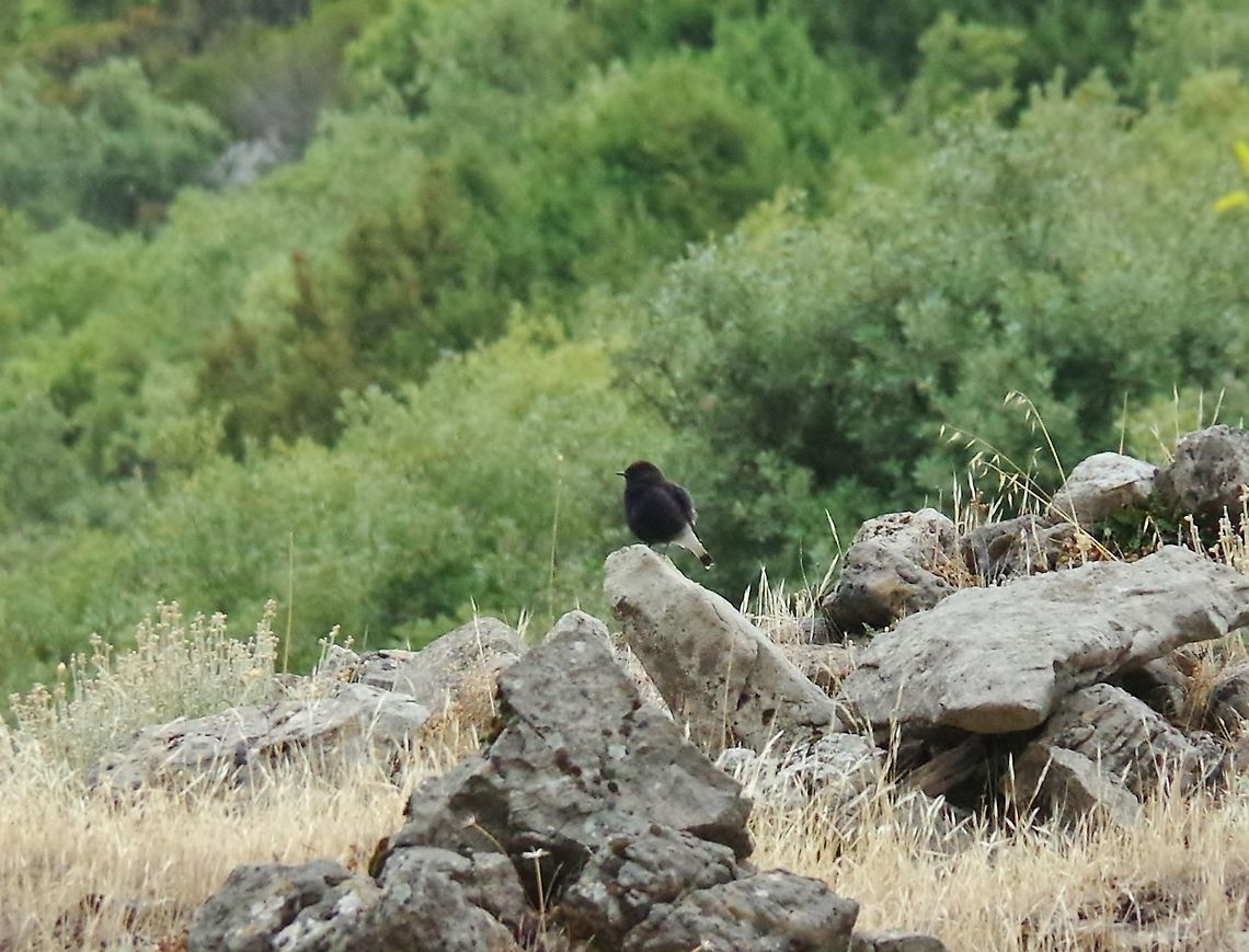 Black wheatear (Oenanthe leucura) Chefchaouen, Morocco. Sep 28, 2014. Black wheatear,Fall,Geotagged,Morocco,Oenanthe leucura