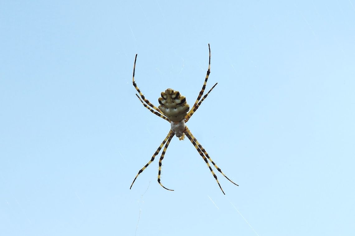 Argiope lobata (Araneidae) Chefchaouen, Morocco. Sep 27, 2014. Argiope lobata,Fall,Geotagged,Morocco