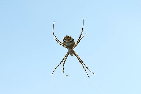Argiope lobata (Araneidae) Chefchaouen, Morocco. Sep 27, 2014. Argiope lobata,Fall,Geotagged,Morocco