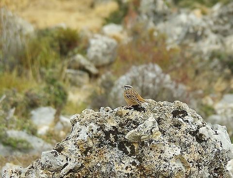 Rock bunting (Emberiza cia) Chefchaouen, Morocco. Sep 29, 2014. Emberiza cia,Fall,Geotagged,Morocco,Rock bunting