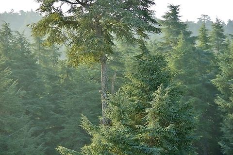 Atlas Cedar (Cedrus atlantica) C&egrave;dre Gouraud Forest, Azrou, Morocco. Oct 1, 2014. Cedrus atlantica,Fall,Geotagged,Morocco
