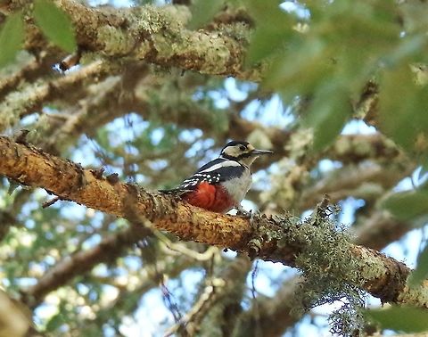 Great Spotted Woodpecker (Dendrocopos major) C&egrave;dre Gouraud Forest, Azrou, Morocco. Oct 1, 2014. Dendrocopos major,Fall,Geotagged,Great Spotted Woodpecker,Morocco