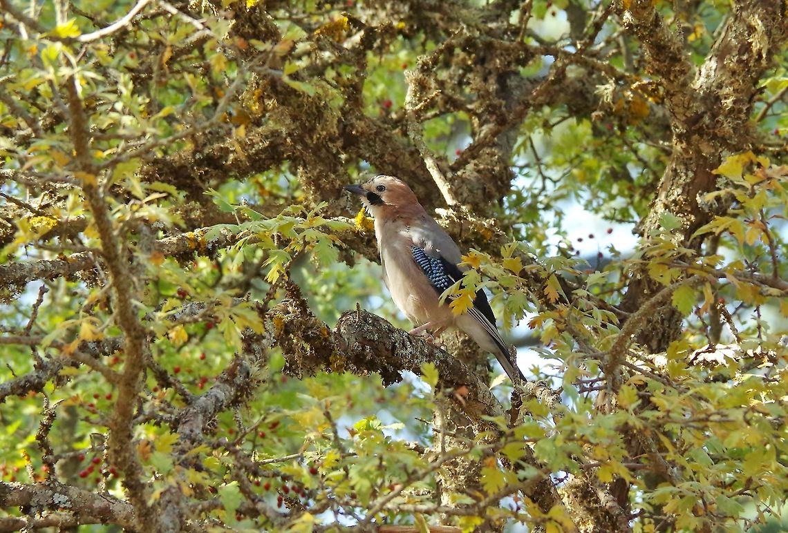 Eurasian Jay (Garrulus glandarius) C&egrave;dre Gouraud Forest, Azrou, Morocco. Oct 1, 2014. Eurasian Jay,Fall,Garrulus glandarius,Geotagged,Morocco