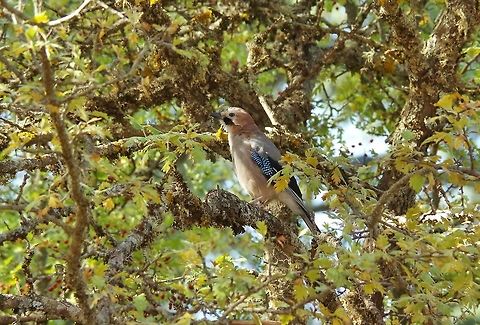 Eurasian Jay (Garrulus glandarius) Cèdre Gouraud Forest, Azrou, Morocco. Oct 1, 2014. Eurasian Jay,Fall,Garrulus glandarius,Geotagged,Morocco