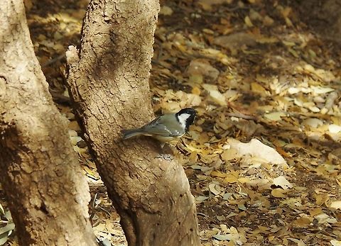 Coal tit (Periparus ater) Cèdre Gouraud Forest, Azrou, Morocco. Oct 1, 2014. Coal tit,Fall,Geotagged,Morocco,Periparus ater