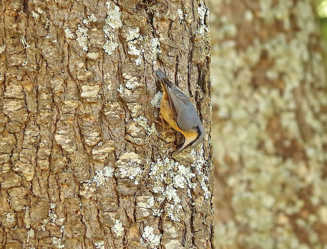 Eurasian Nuthatch (Sitta europaea) C&egrave;dre Gouraud Forest, Azrou, Morocco. Oct 1, 2014. Eurasian Nuthatch,Fall,Geotagged,Morocco,Sitta europaea