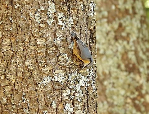 Eurasian Nuthatch (Sitta europaea) Cèdre Gouraud Forest, Azrou, Morocco. Oct 1, 2014. Eurasian Nuthatch,Fall,Geotagged,Morocco,Sitta europaea