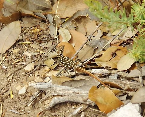 Spiny-footed lizard (Acanthodactylus erythrurus) C&egrave;dre Gouraud Forest, Azrou, Morocco. Oct 1, 2014. Acanthodactylus erythrurus,Fall,Geotagged,Morocco,Spiny-footed lizard