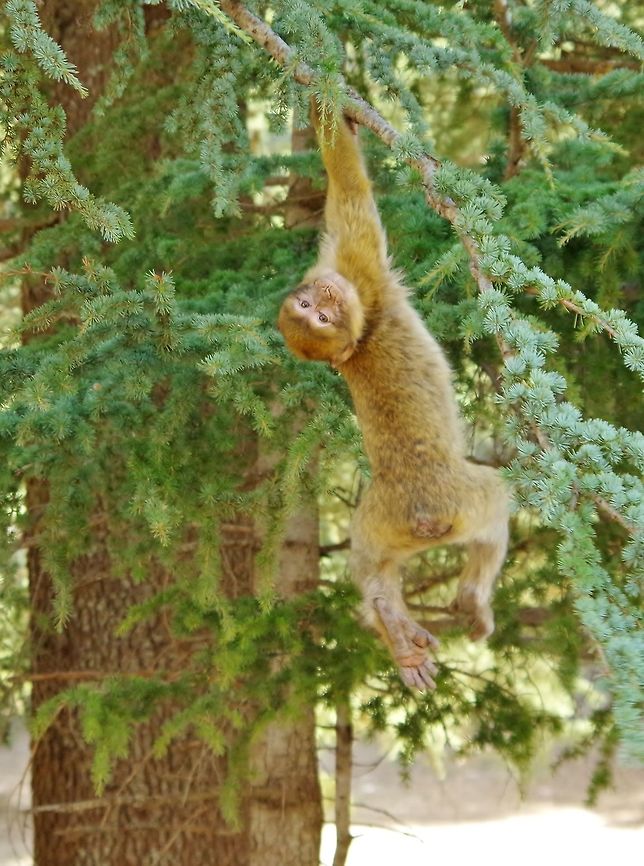 Young Barbary Macaque (Macaca sylvanus) goofing off. C&egrave;dre Gouraud Forest, Azrou, Morocco. Oct 1, 2014. Barbary Macaque,Fall,Geotagged,Macaca sylvanus,Morocco