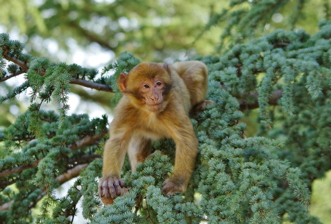 Young Barbary Macaque (Macaca sylvanus) in an Atlantic cedar C&egrave;dre Gouraud Forest, Azrou, Morocco. Oct 1, 2014. Barbary Macaque,Fall,Geotagged,Macaca sylvanus,Morocco