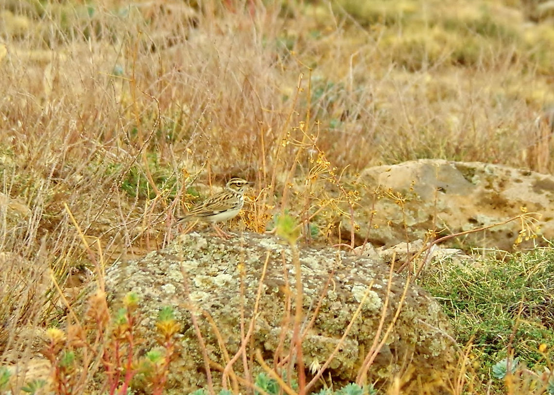 Woodlark (Lullula arborea) playing hide and seek. Aguelmane Afenourir, Morocco. Oct 1, 2014. Fall,Geotagged,Lullula arborea,Morocco,Woodlark