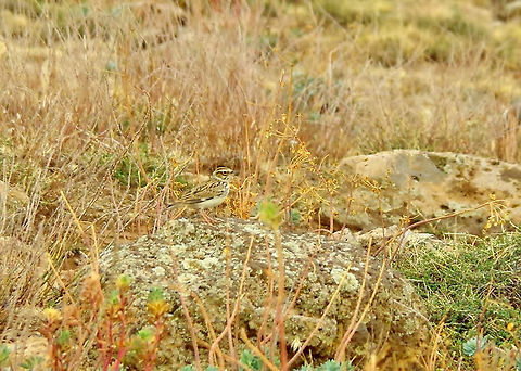 Woodlark (Lullula arborea) playing hide and seek. Aguelmane Afenourir, Morocco. Oct 1, 2014. Fall,Geotagged,Lullula arborea,Morocco,Woodlark