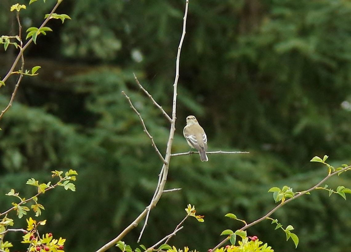 Atlas pied flycatcher (Ficedula speculigera) C&egrave;dre Gouraud, Azrou, Morocco. Oct 1, 2014. Atlas pied flycatcher,Fall,Ficedula speculigera,Geotagged,Morocco