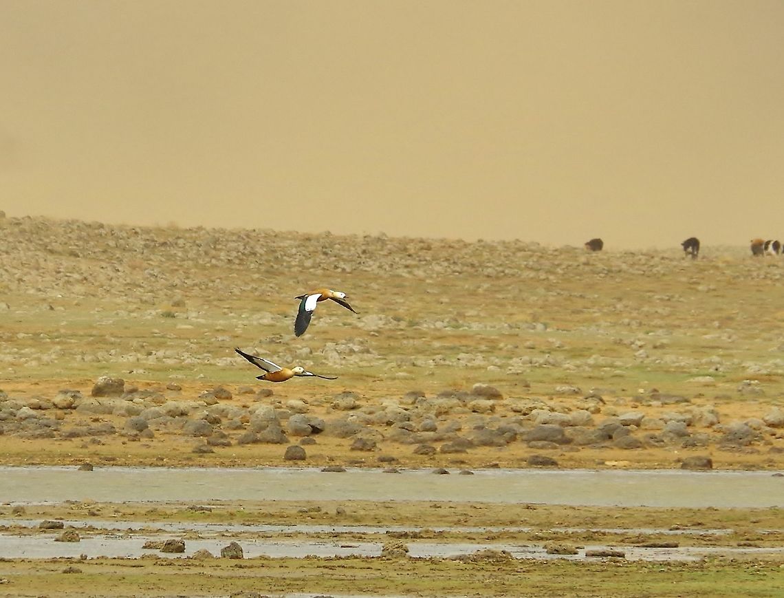 Ruddy Shelducks (Tadorna ferruginea) riding ahead of a sandstorm. Aguelmane Afenourir, Morocco. Oct 1, 2014. Fall,Geotagged,Morocco,Ruddy Shelduck,Tadorna ferruginea
