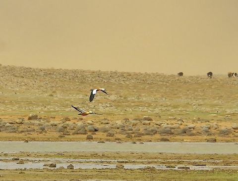 Ruddy Shelducks (Tadorna ferruginea) riding ahead of a sandstorm. Aguelmane Afenourir, Morocco. Oct 1, 2014. Fall,Geotagged,Morocco,Ruddy Shelduck,Tadorna ferruginea