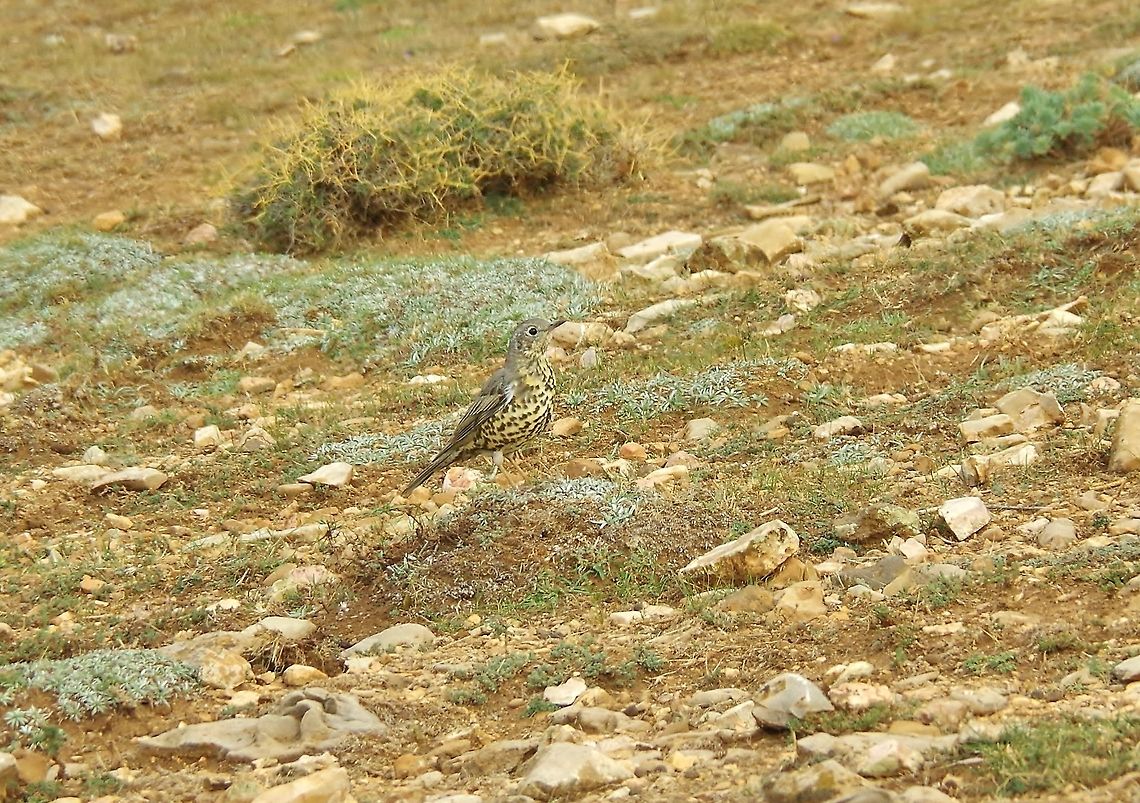 Mistle Thrush (Turdus viscivorus) C&egrave;dre Gouraud, Azrou, Morocco. Oct 1, 2014. Fall,Geotagged,Mistle Thrush,Morocco,Turdus viscivorus