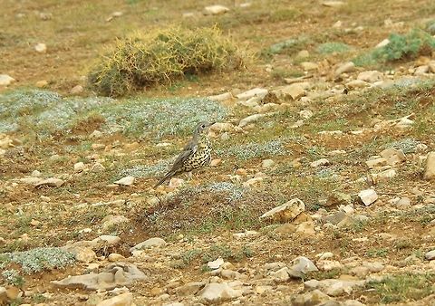 Mistle Thrush (Turdus viscivorus) Cèdre Gouraud, Azrou, Morocco. Oct 1, 2014. Fall,Geotagged,Mistle Thrush,Morocco,Turdus viscivorus