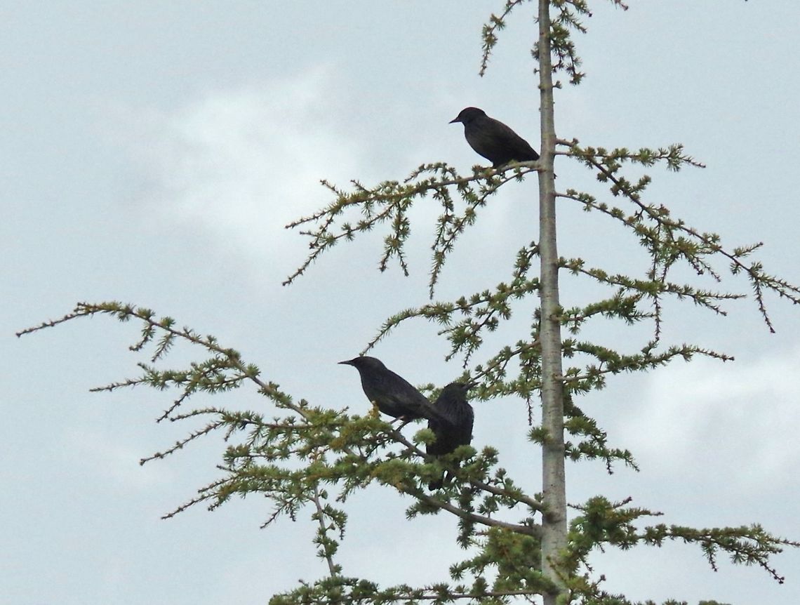 Spotless starlings (Sturnus unicolor) C&egrave;dre Gouraud, Azrou, Morocco. Oct 1, 2014. Fall,Geotagged,Morocco,Spotless starling,Sturnus unicolor
