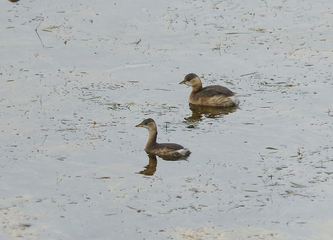 Little Grebes (Tachybaptus ruficollis) Dayet Aoua, Ifrane, Morocco. Oct 2, 2014. Fall,Geotagged,Little Grebe,Morocco,Tachybaptus ruficollis