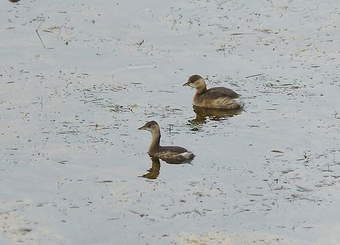 Little Grebes (Tachybaptus ruficollis) Dayet Aoua, Ifrane, Morocco. Oct 2, 2014. Fall,Geotagged,Little Grebe,Morocco,Tachybaptus ruficollis