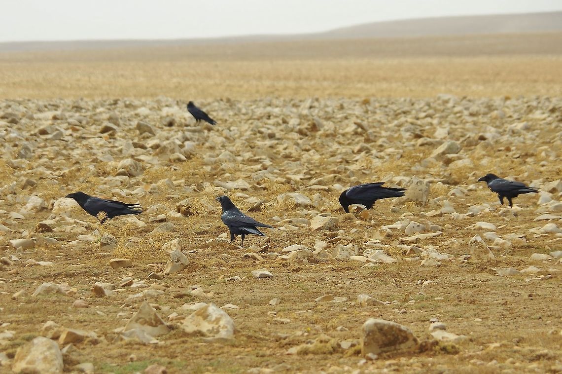 Common Ravens (Corvus corax) Route des Lacs, Ifrane, Morocco. Oct 2, 2014. Common Raven,Corvus corax,Fall,Geotagged,Morocco