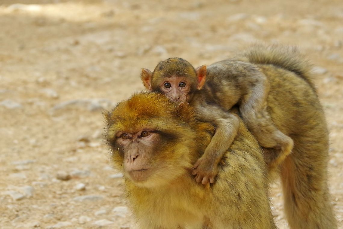 Piggy ride! C&egrave;dre Gouraud, Azrou, Morocco. Oct 2, 2014. Barbary Macaque,Fall,Geotagged,Macaca sylvanus,Morocco