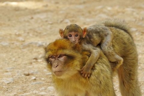 Piggy ride! Cèdre Gouraud, Azrou, Morocco. Oct 2, 2014. Barbary Macaque,Fall,Geotagged,Macaca sylvanus,Morocco