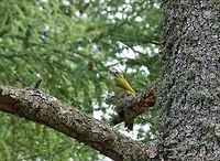 Levaillant’s woodpecker (Picus vaillantii) Cèdre Gouraud, Azrou, Morocco. Oct 2, 2014. Fall,Geotagged,Levaillant’s woodpecker,Morocco,Picus vaillantii