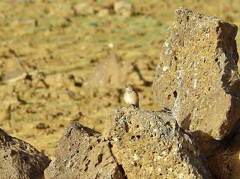 Common Linnet (Carduelis cannabina) Zeida steppe, Morocco. Oct 3, 2014. Carduelis cannabina,Common Linnet,Fall,Geotagged,Morocco