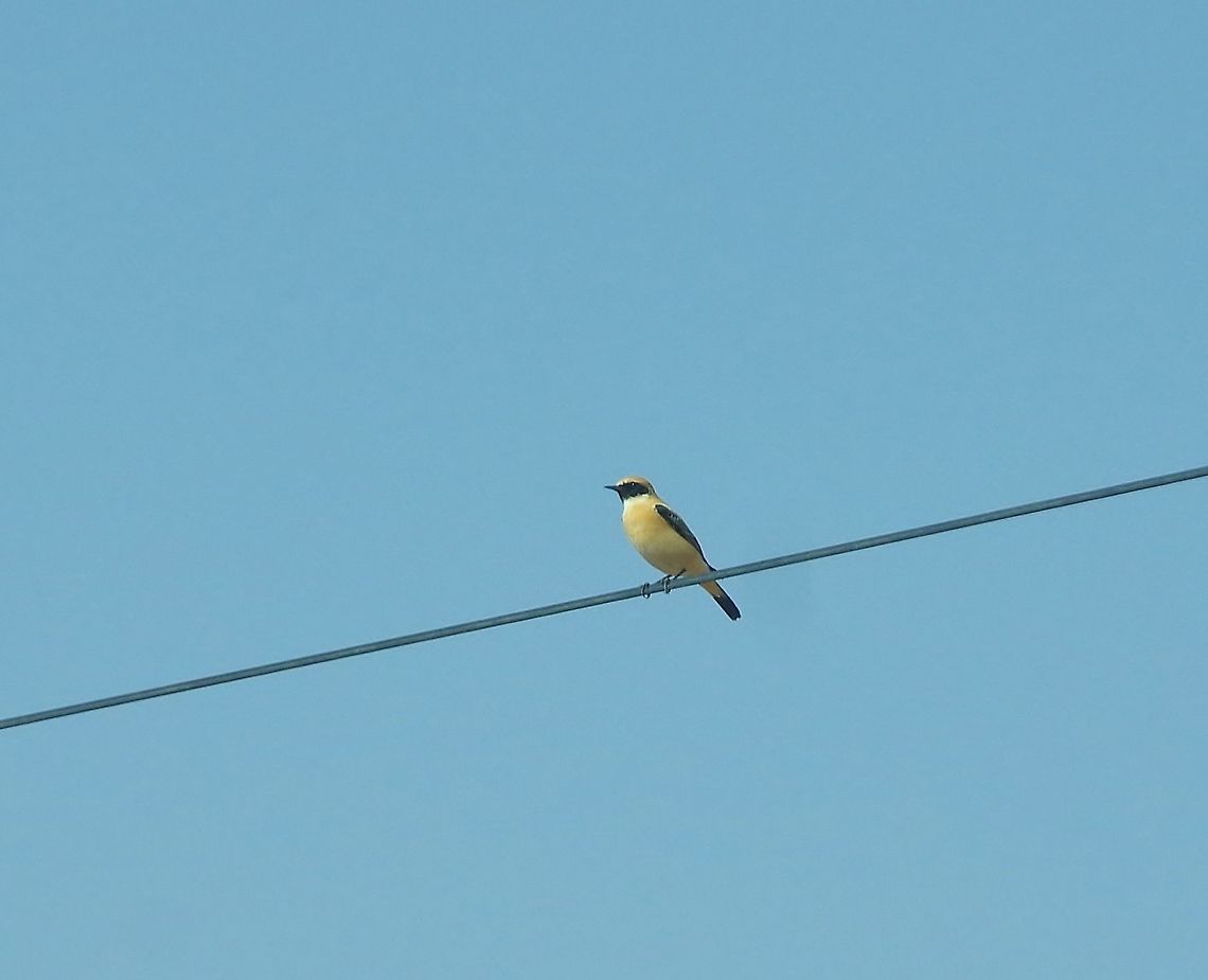 Black-eared wheatear (Oenanthe hispanica) Zeida steppe, Morocco. Oct 3, 2014. Black-eared wheatear,Fall,Geotagged,Morocco,Oenanthe hispanica