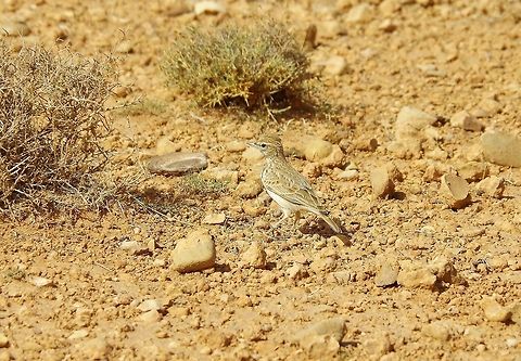 Lesser short-toed lark (Calandrella rufescens) Zeida steppe, Morocco. Oct 3, 2014.
 Alaudala rufescens,Calandrella rufescens,Fall,Geotagged,Lesser short-toed lark,Morocco