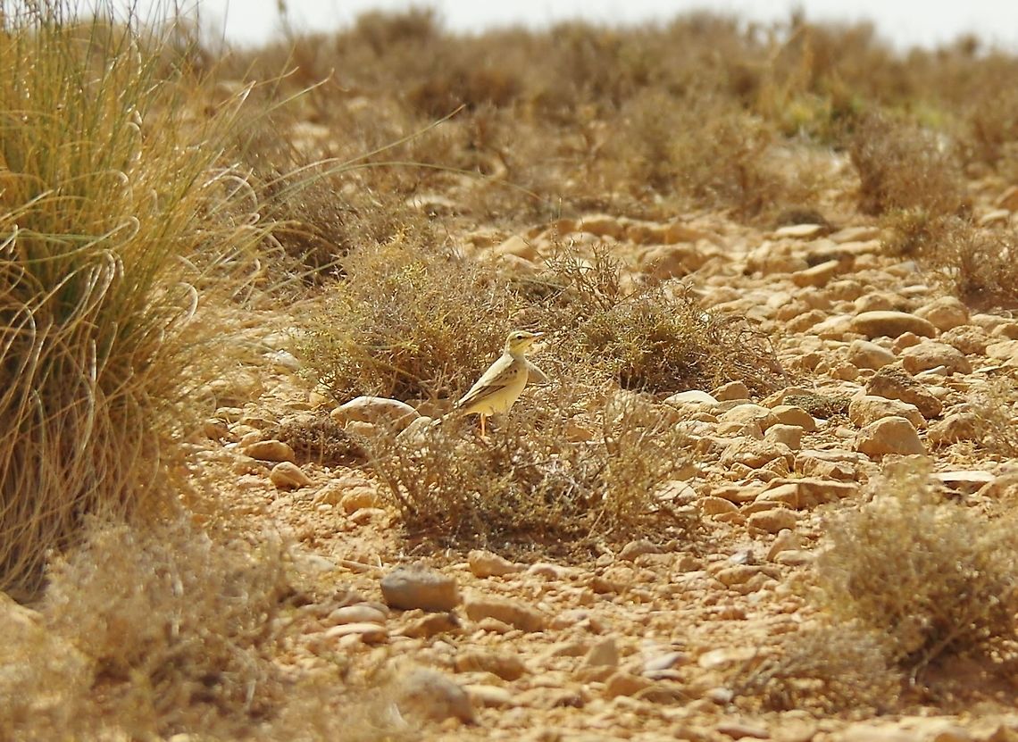 Tawny pipit (Anthus campestris) Zeida steppe, Morocco. Oct 3, 2014. Anthus campestris,Fall,Galerida deva,Geotagged,Morocco,Tawny pipit