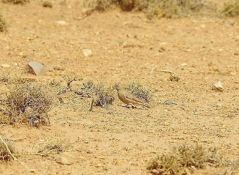 Trumpeter finch (Bucanetes githagineus) Zeida steppe, Morocco. Oct 3, 2014. Bucanetes githagineus,Fall,Geotagged,Morocco,Trumpeter finch