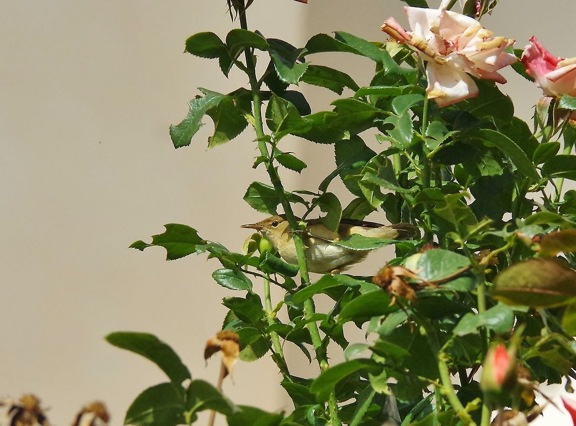 Eurasian Reed Warbler (Acrocephalus scirpaceus) Zeida, Morocco. Oct 3, 2014. Acrocephalus scirpaceus,Eurasian Reed Warbler,Fall,Geotagged,Morocco